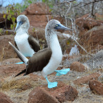 Exploring The Top Reasons To Visit The Galapagos Islands