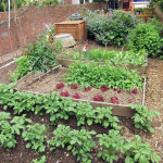 How to start your own vegetable garden