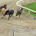 Greyhound Racing: A Beginner's Guide