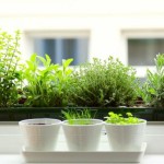 7 Gift Ideas to Brighten Up Someone's Home